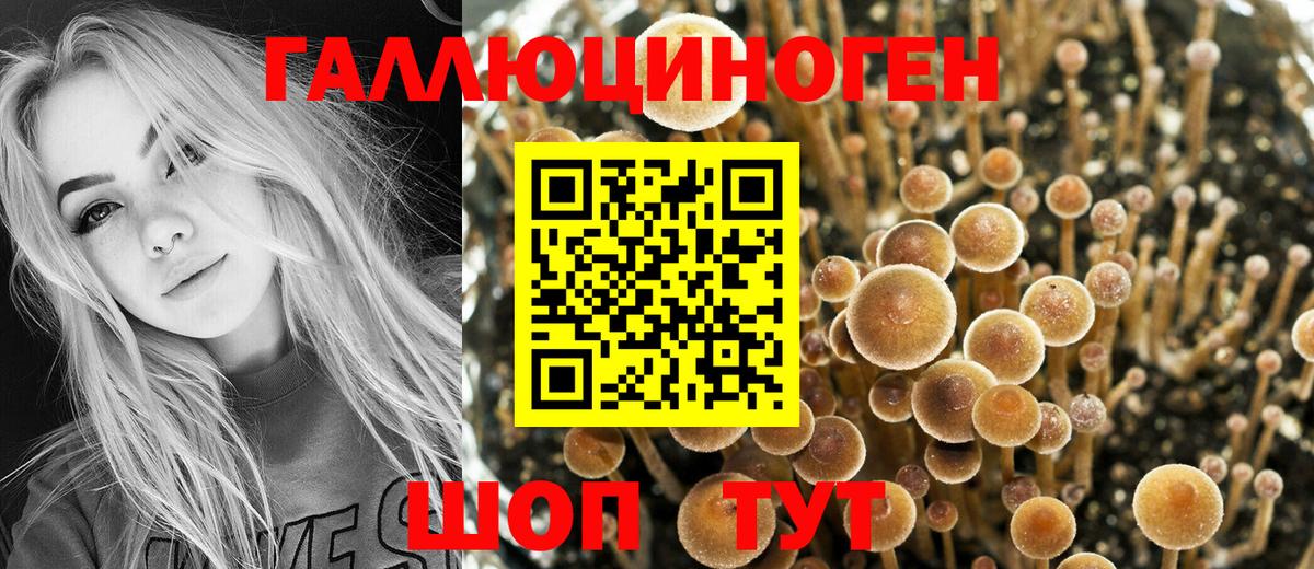 Камень-на-Оби  Галлюциногенные грибы Psilocybine cubensis  Вход с VPN 